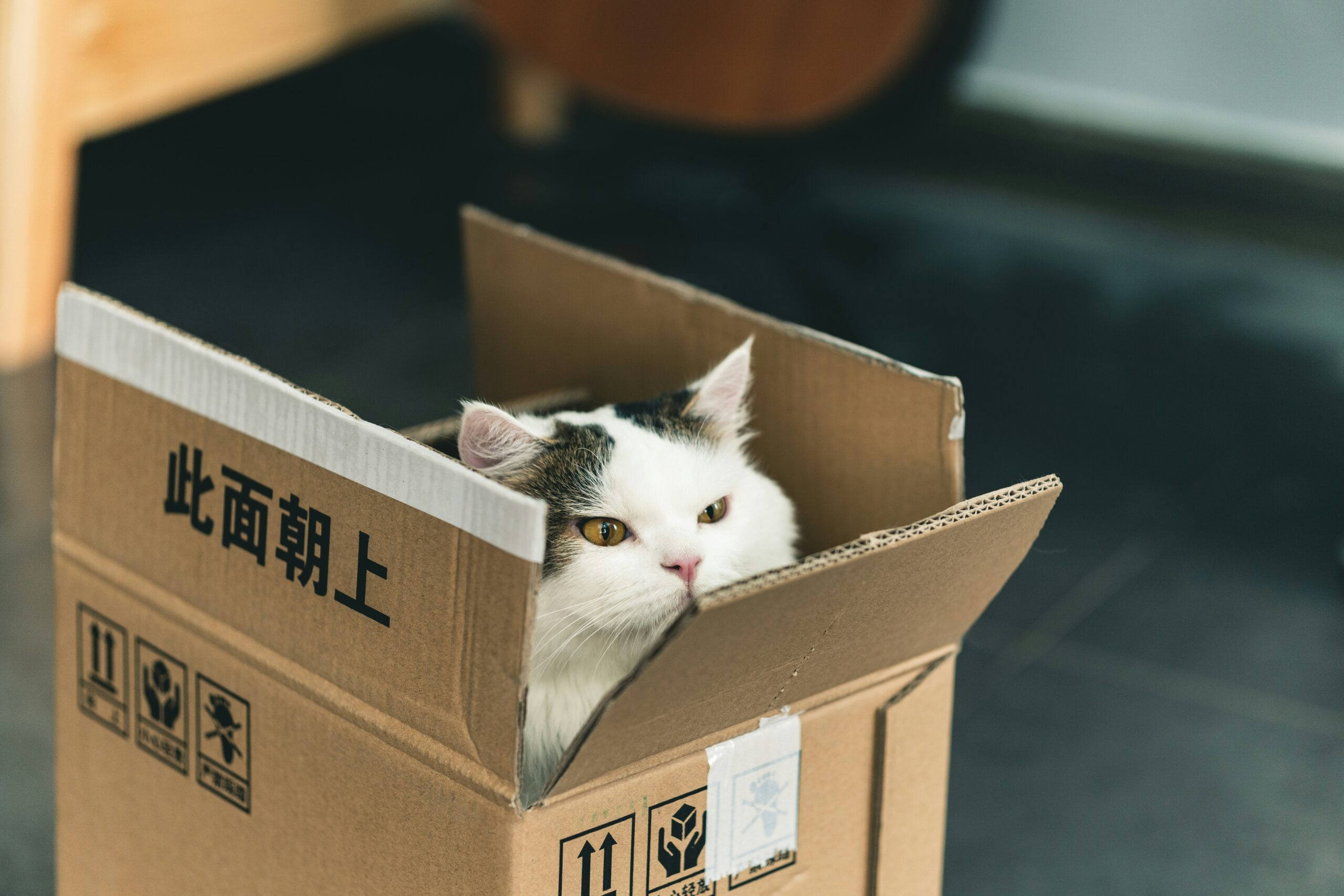 A_White_Cat_Poking_Its_Head_Out_Of_A_Box